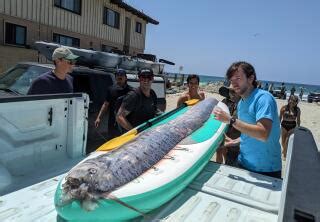 doomsday fish meaning|A rare 12.